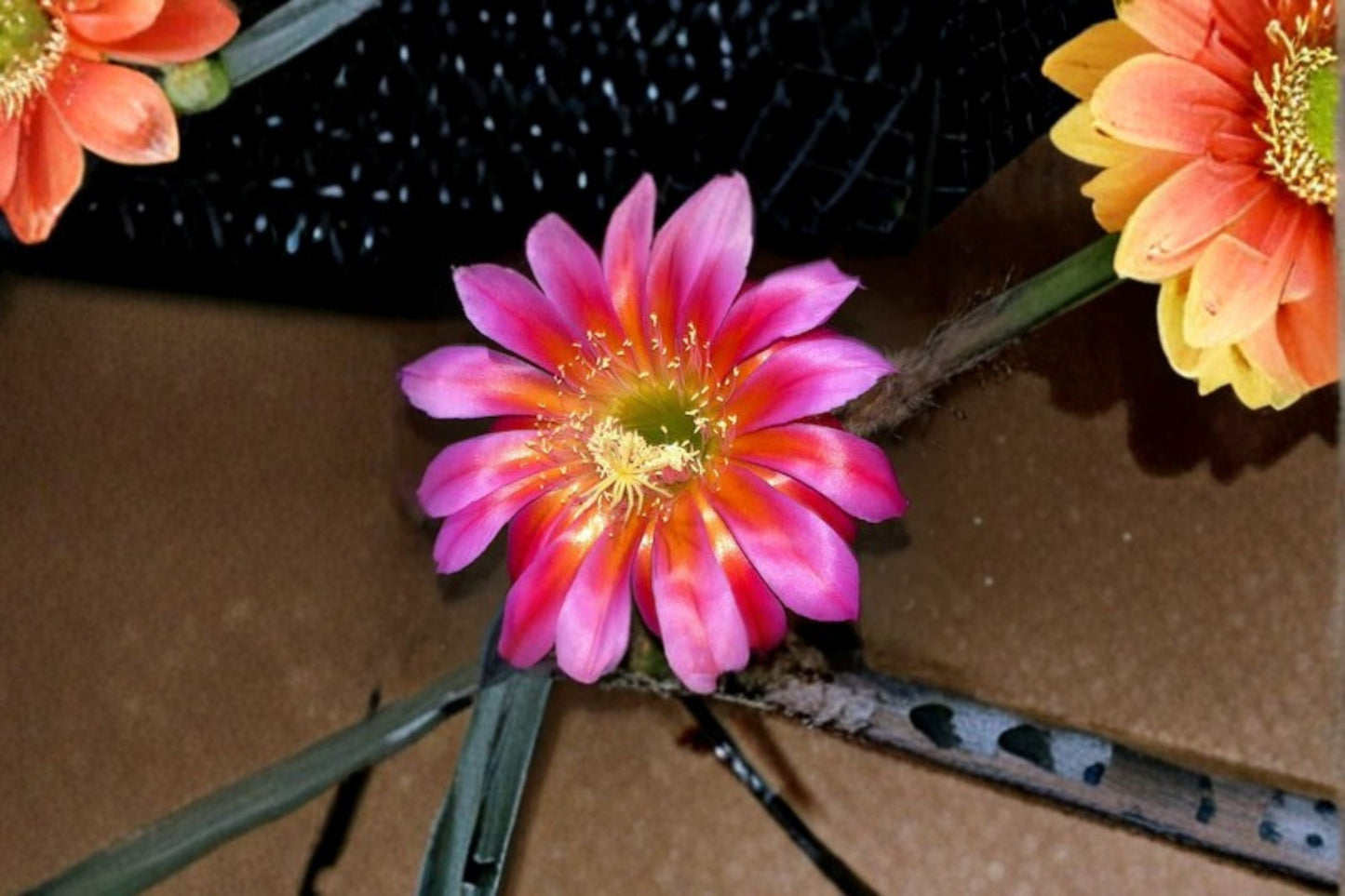Aporocactus Temple Glow 3 Unrooted Cuttings – Trailing Hybrid Cactus for Containers & Hanging Displays