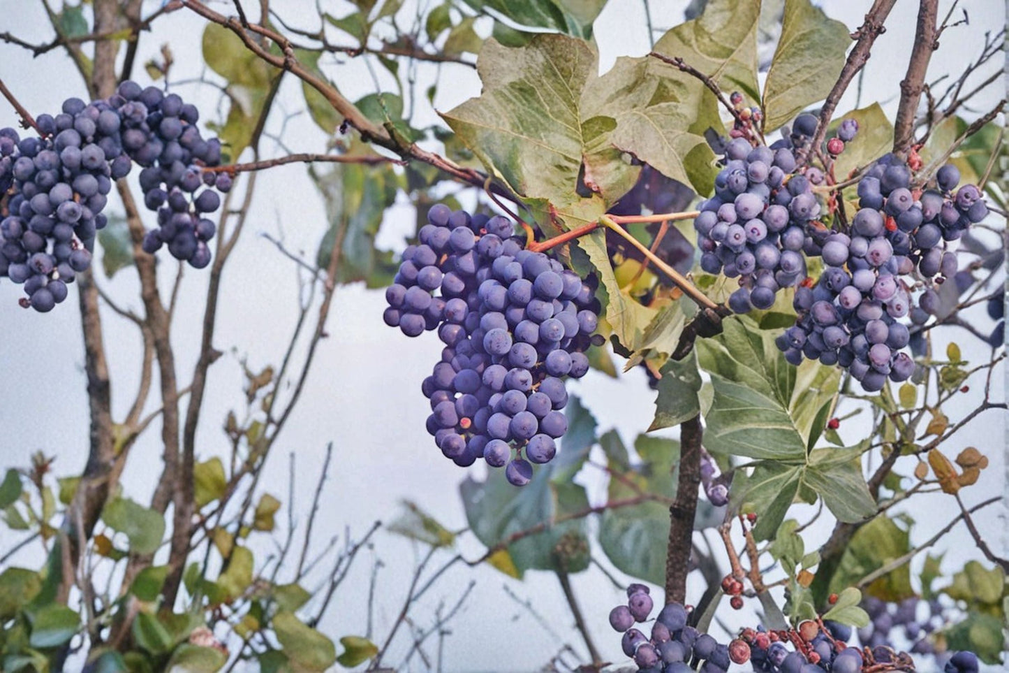 Concord Grape 6 Cuttings – Vitis labrusca Climbing Fruit Vine for Home Vineyards