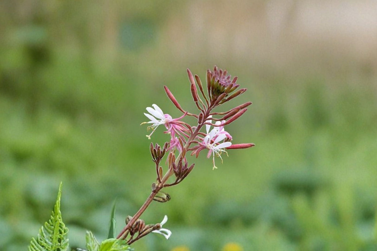 Biennial Beeblossom Seeds - 10 Seeds Gaura biennis White Pink Wildflower for Native Garden Planting, Pollinator Friendly
