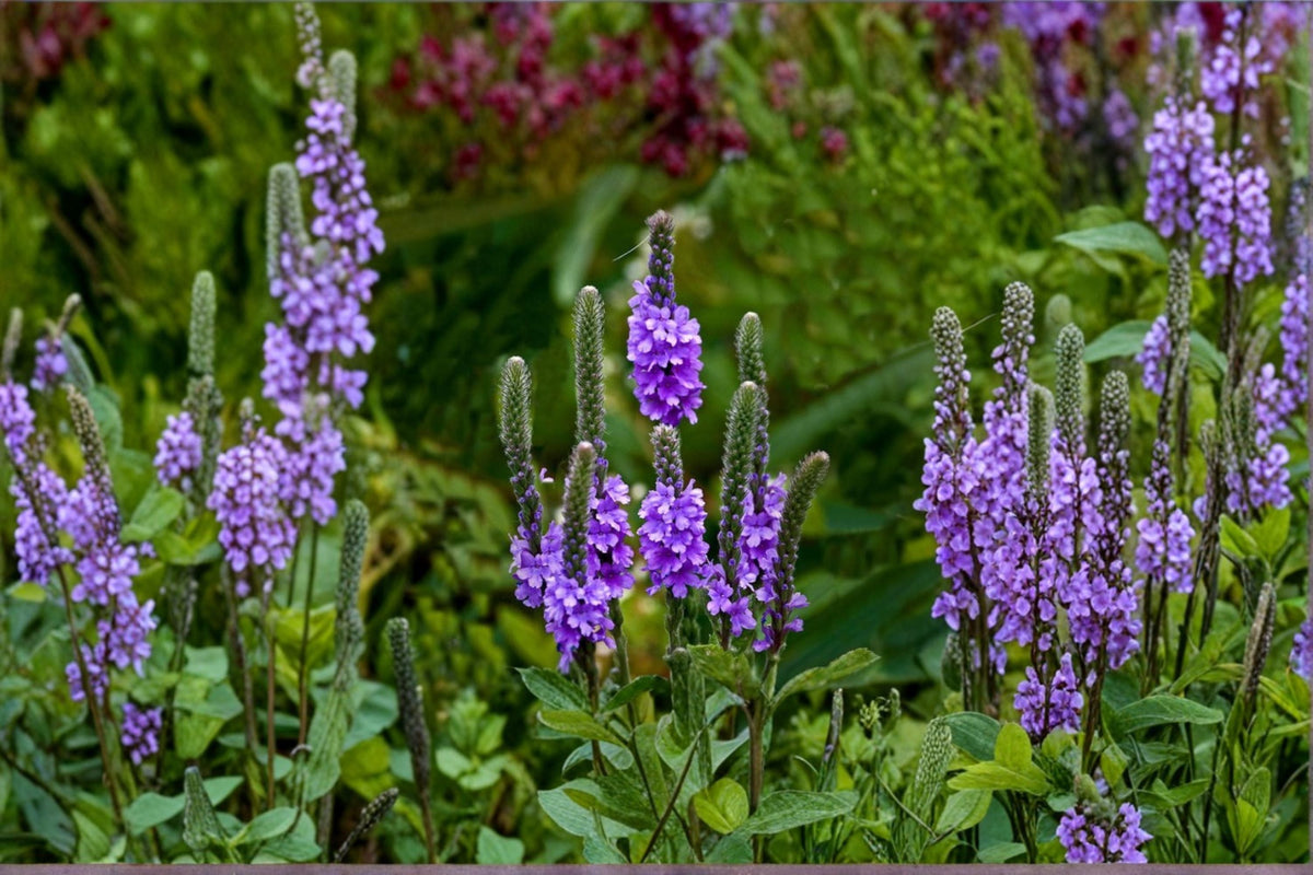 Hoary Vervain Seeds - 100 Seeds - Purple Native Wildflower - Verbena stricta - Perennial Pollinator Garden Plant