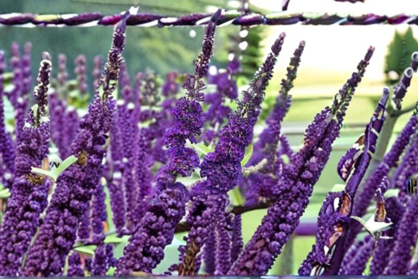 Purple Butterfly Bush 7 Cuttings – Buddleja davidii Deciduous Flowering Shrub