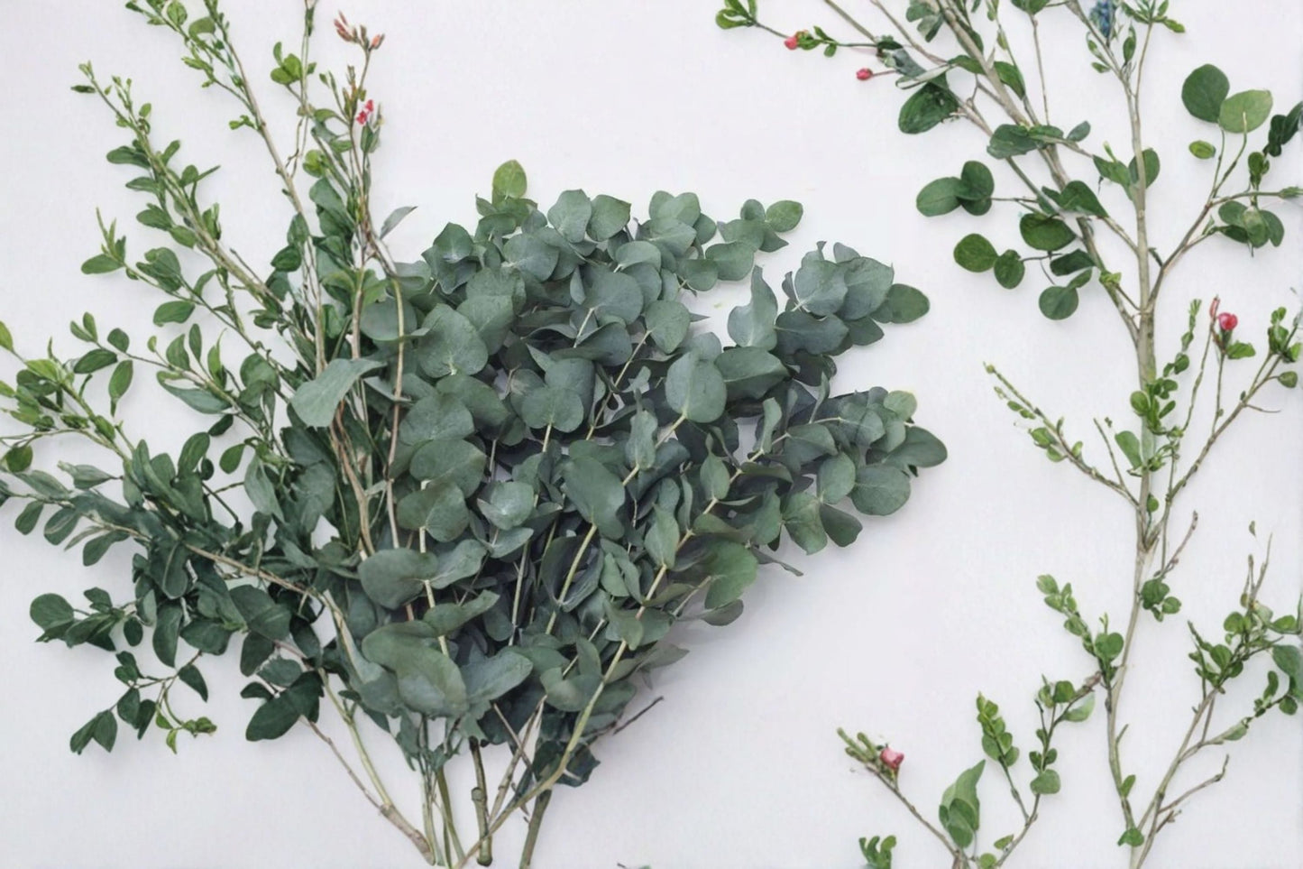 Eucalyptus 2 Plants – Baby Blue & Silver Dollar Eucalyptus Evergreen Trees