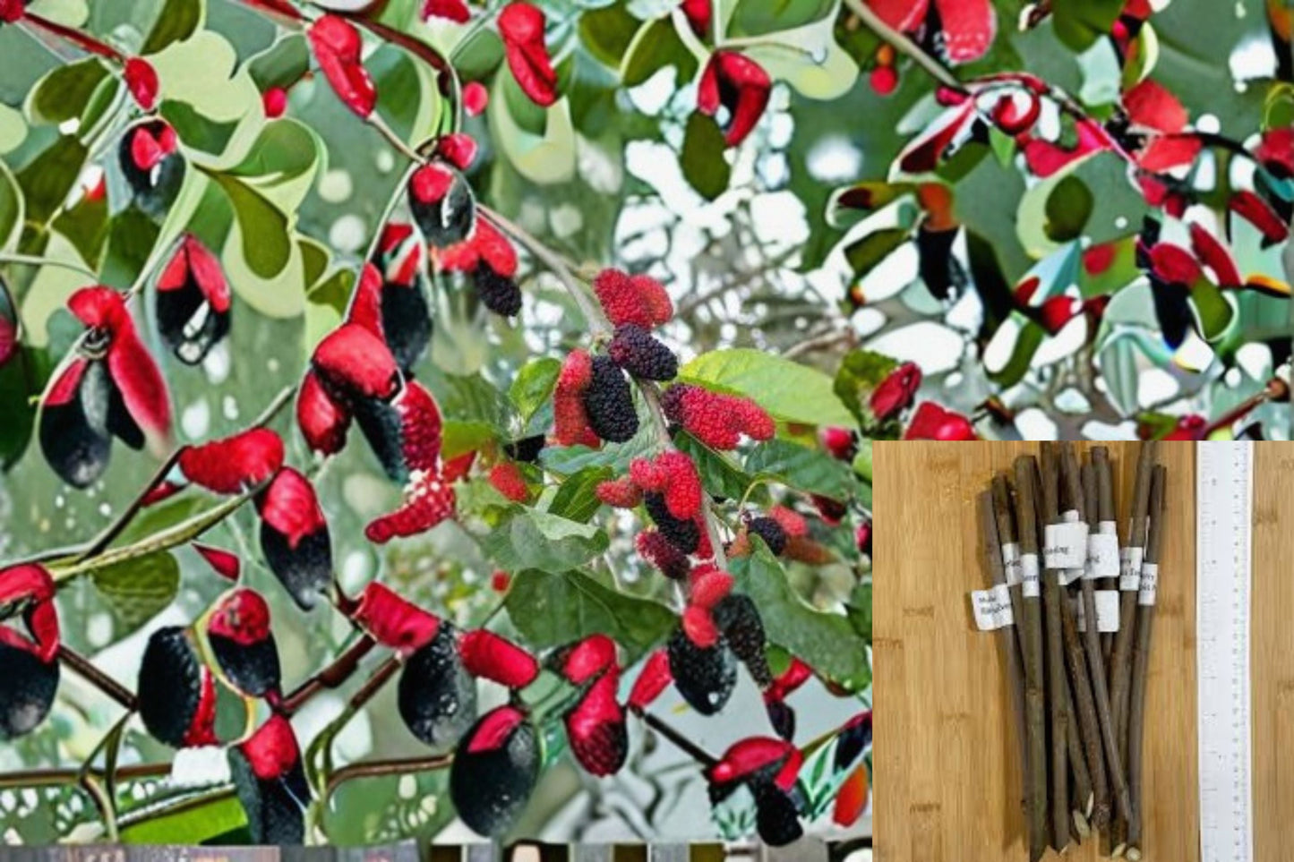 Illinois Everbearing Mulberry 8 Cuttings - Morus alba × rubra Hybrid Fruit Tree