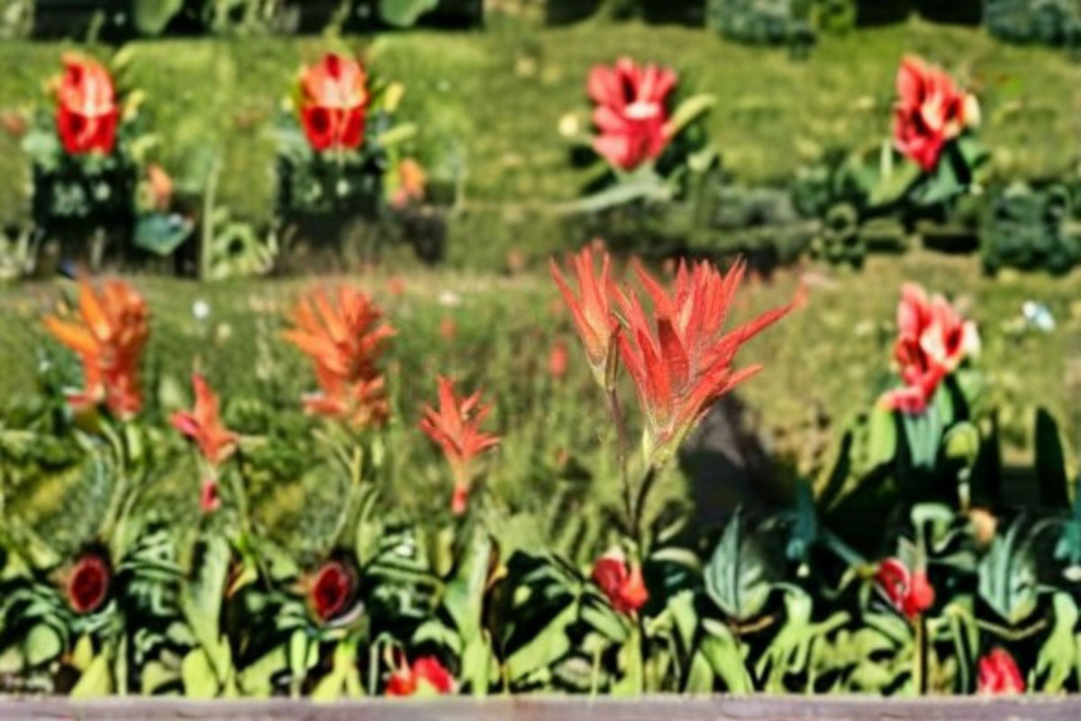 Aspen Paintbrush Seeds 300 Count, Red Orange Wildflower, Castilleja miniata, Native Garden Planting, Perennial Flower Seeds