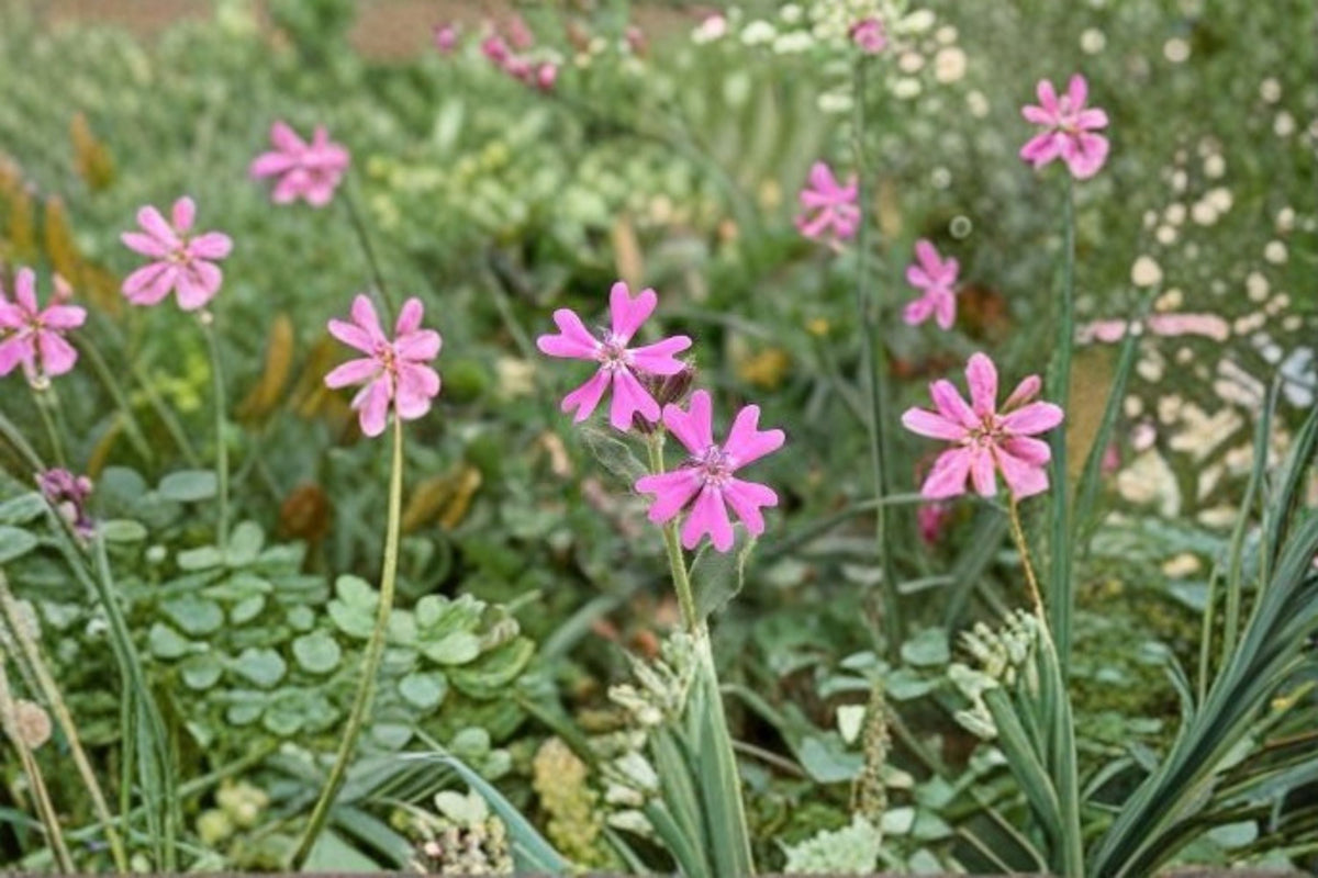 Nodding Catchfly Seeds - 100 Pink Annual Wildflower (Silene pendula) for Garden Borders & Ground Cover, Easy Grow