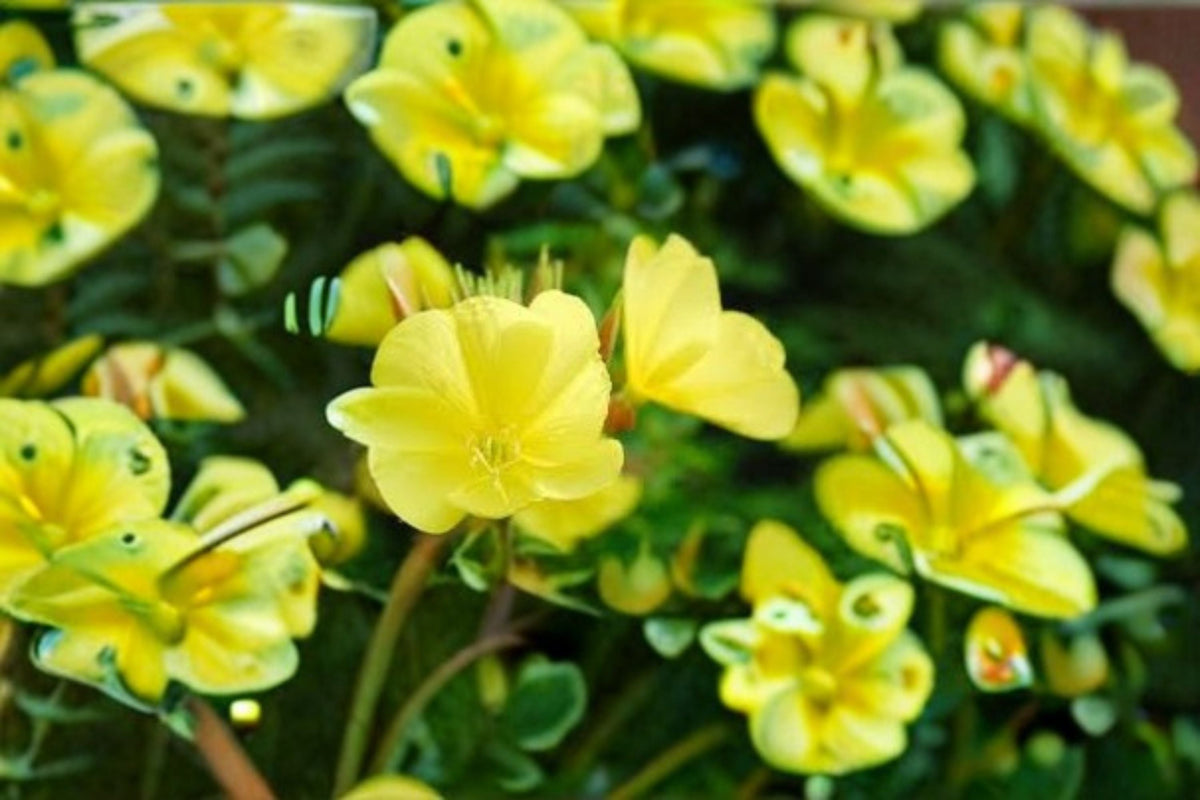 Evening Primrose Seeds - 100 Yellow Wildflower Seeds (Oenothera biennis) for Easy Garden Planting, Pollinator Friendly