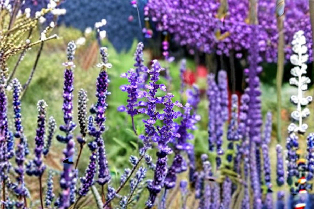 Blue Sage Seeds 100 Count, Salvia Farinacea, Purple Blue Flower, Mealycup Sage, Easy Grow Annual Perennial Garden Plant