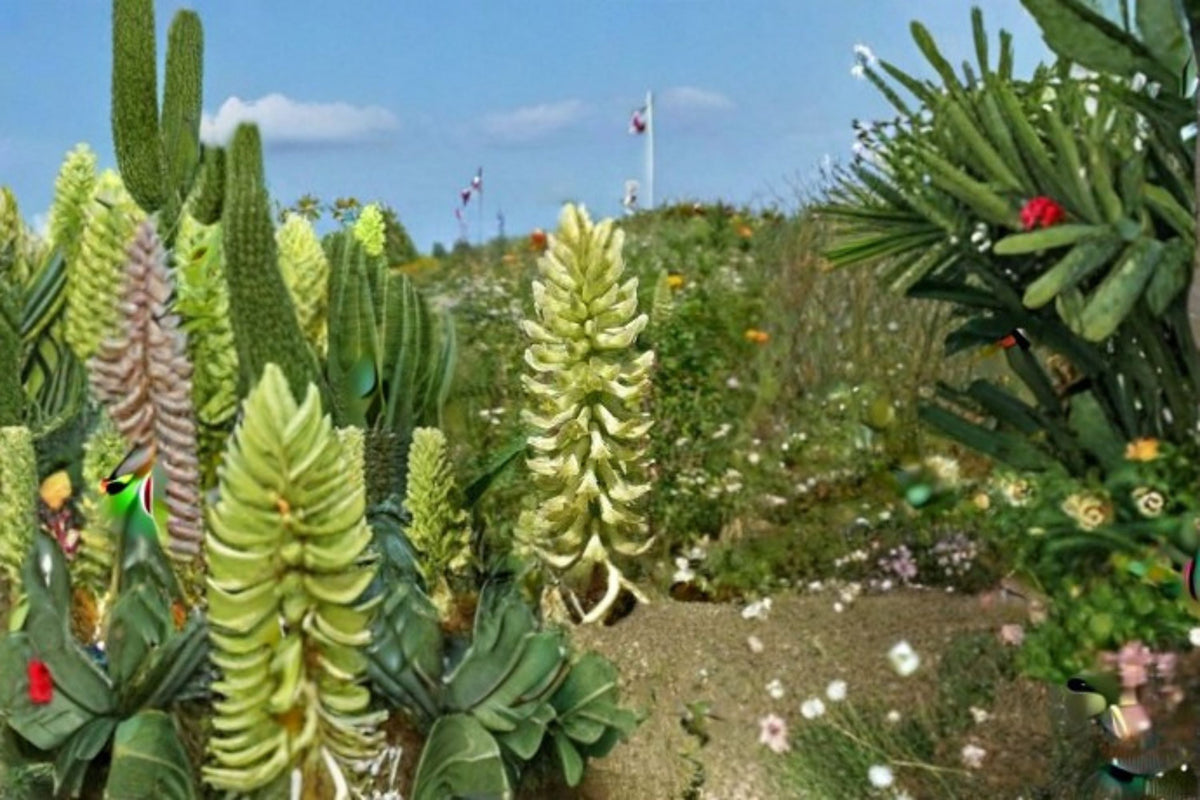 Canadian Milk Vetch Seeds - 50 Perennial Wildflower Seeds (Astragalus canadensis) for Prairie Garden Planting