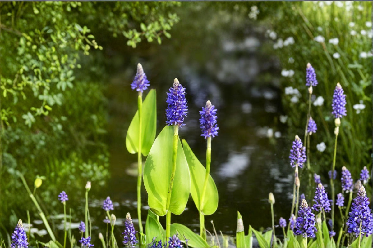 Pickerel Weed Seeds - 10 Seeds - Purple Aquatic Plant - Pontederia Cordata - Native Marginal Water Garden Plant