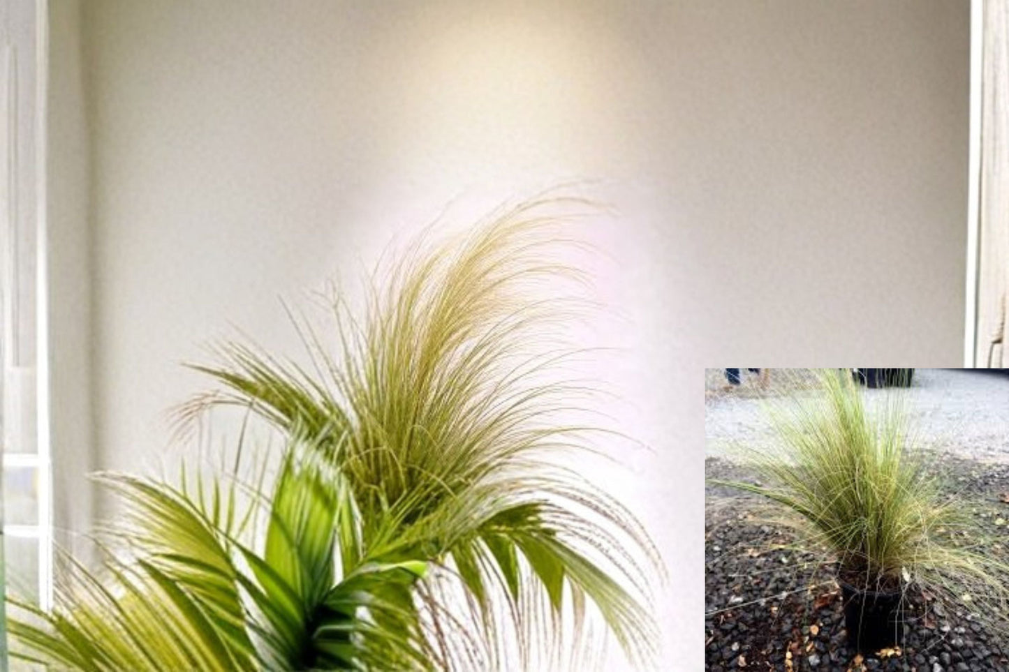 Mexican Feather Grass 1 Plant – Nassella tenuissima | Perennial Ornamental Grass