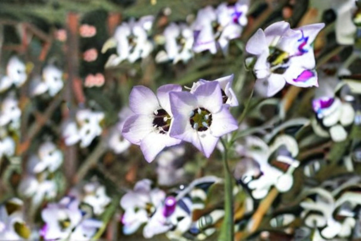 Bird's Eyes Seeds - 100 Count - Gilia Tricolor Blue Purple White Annual Wildflower for Garden and Meadow Planting