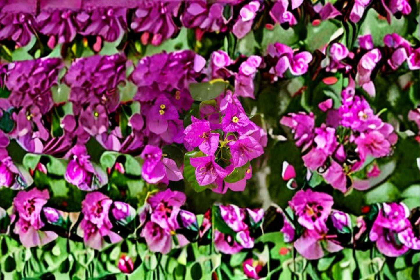 Fuchsia Bougainvillea 7 Cuttings – Bougainvillea spectabilis Tropical Climbing Vine with Pink Bracts
