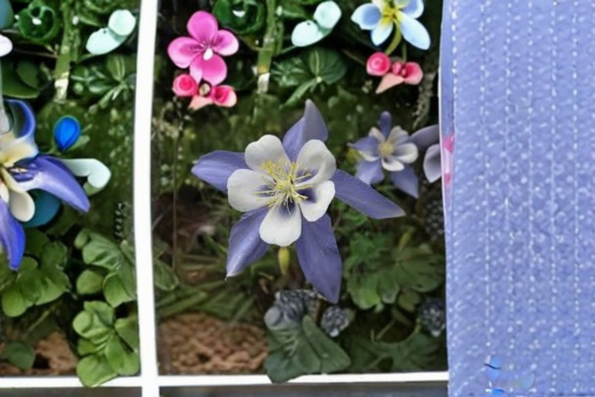 Rocky Mountain Columbine Seeds - 100 Blue White Flower Seeds - Aquilegia caerulea - Native Wildflower for Gardens