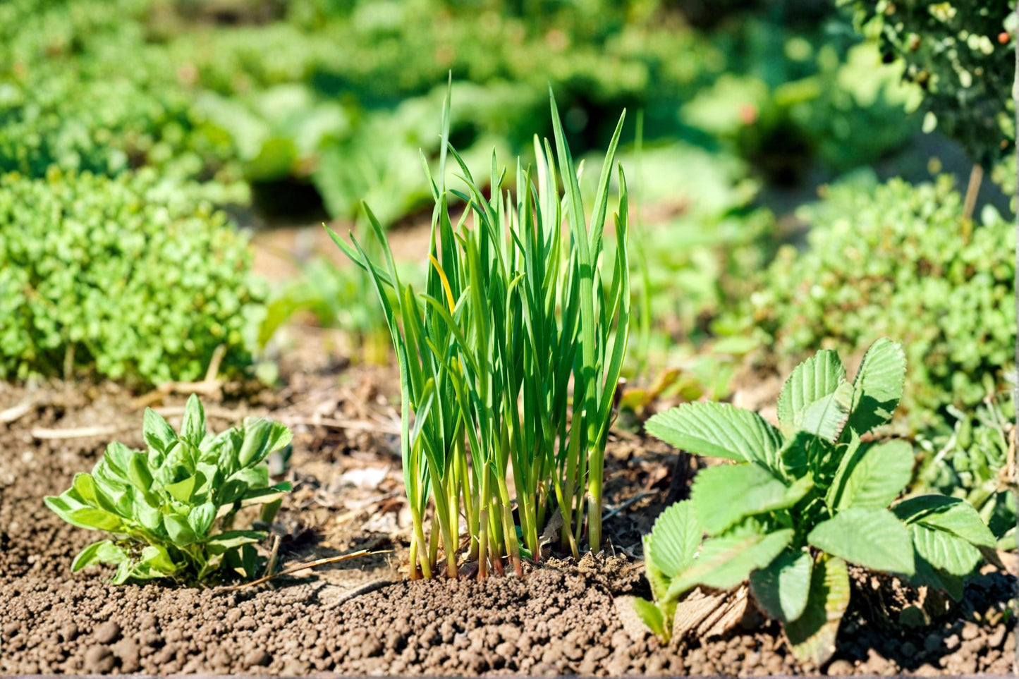 Garlic Chives Plant – Allium tuberosum | Perennial Culinary Herb with White Flowers