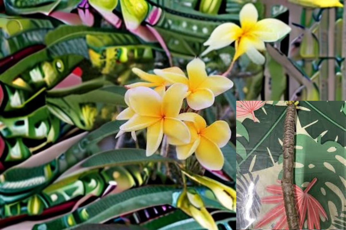 Yellow Plumeria 3 Cuttings – Plumeria rubra Tropical Flowering Tree for Warm Climates