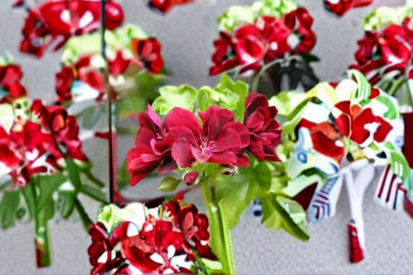 Ivy Geranium Cutting – Pelargonium peltatum Trailing Plant with Pink and White Flowers