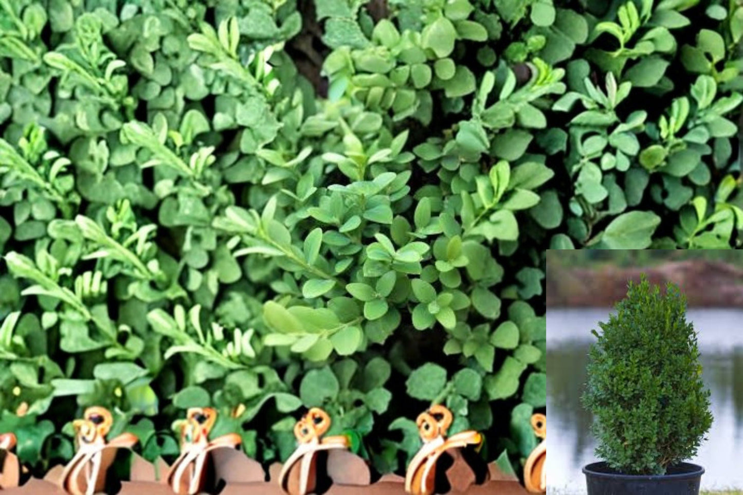 Green Mountain Boxwood Plant – Buxus ‘Green Mountain’ Evergreen Shrub