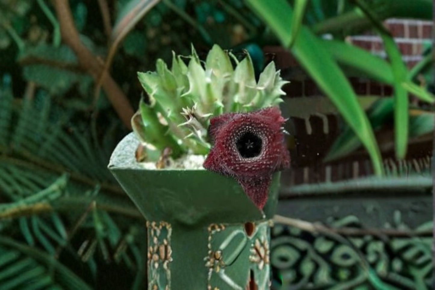 Huernia Orbea Spiney Norman Succulent Plant – Unique Star-Shaped Blooms, Indoor Container Plant