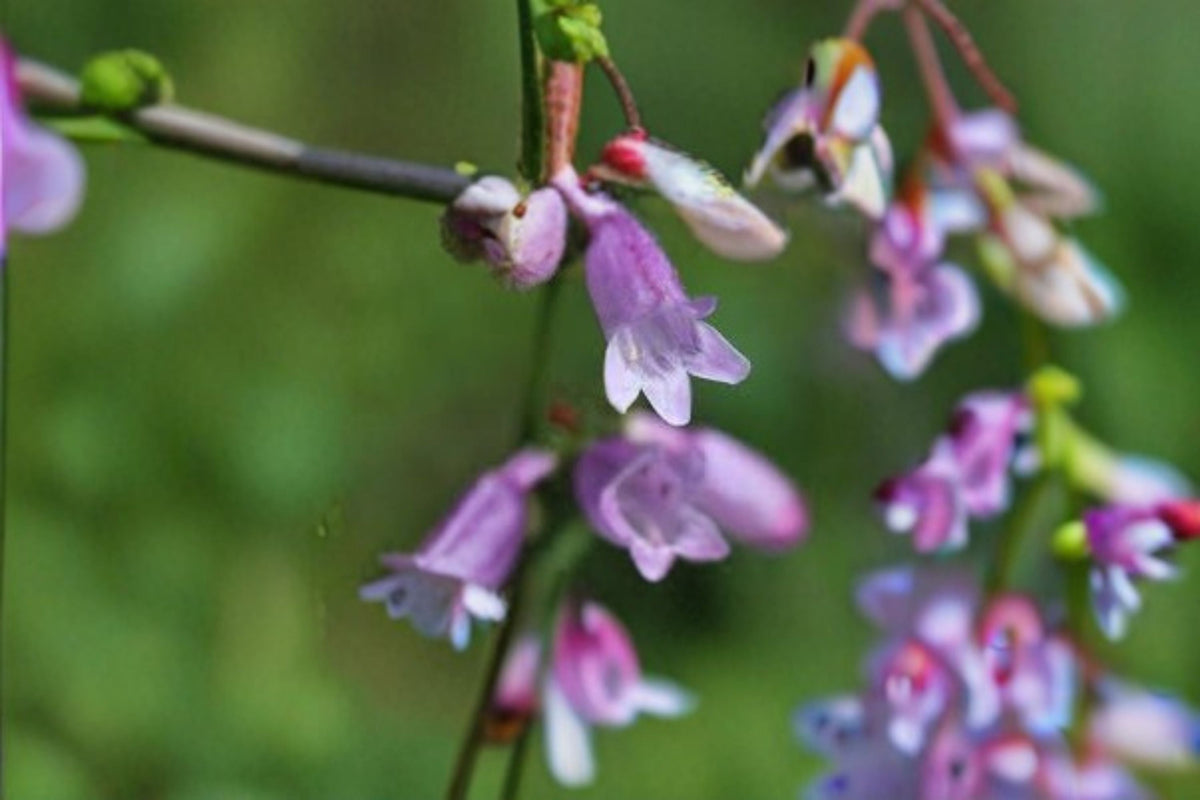 Calico Beardtongue Seeds - 100 Pink Wildflower Seeds - Native Perennial Plant (Penstemon calycosus) for Garden Planting