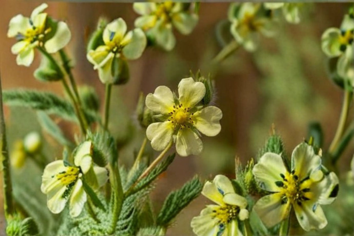 Prairie Cinquefoil Seeds - 500 Native White Wildflower Seeds (Potentilla arguta) - Perennial Pollinator Garden Plant