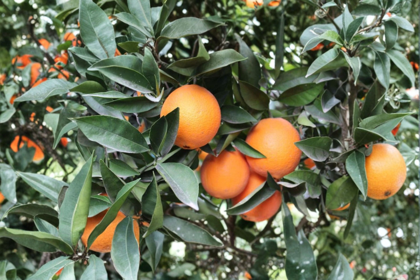 Navel Orange 3 Scions – Citrus sinensis Evergreen Fruit Tree Cuttings for Grafting