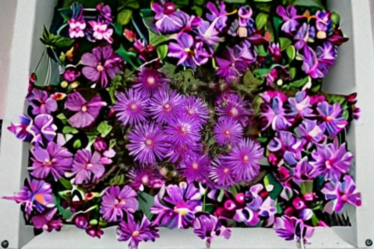 Creeping Ice Plant 10 Cuttings – Delosperma cooperi Succulent Ground Cover with Purple to Pink Flowers