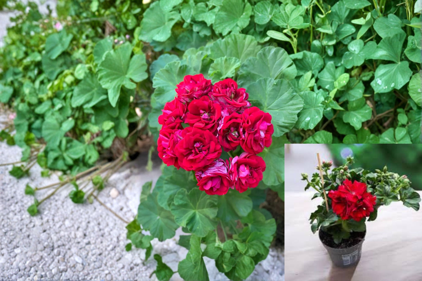 Double Red Geranium 4 Cuttings – Pelargonium × hortorum for Containers & Garden Beds