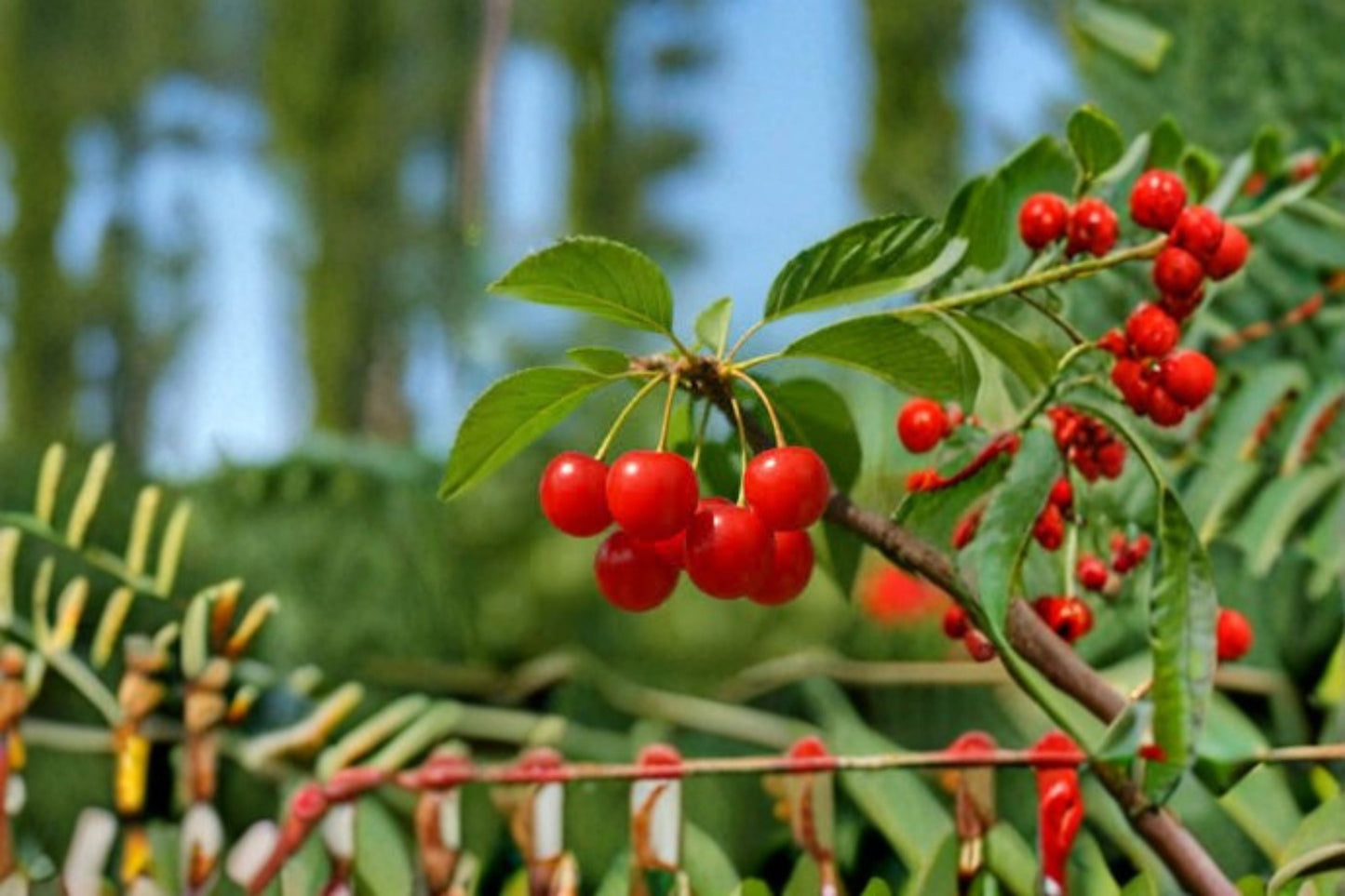 Montmorency Cherry 6 Cuttings – Prunus cerasus Deciduous Fruit Tree for Propagation