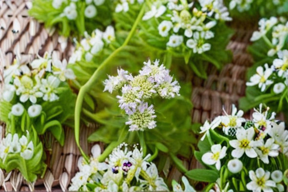 Mountain Mint Seeds 100 Pack - Fragrant Native Wildflower Seeds (Pycnanthemum virginianum) for Garden Planting