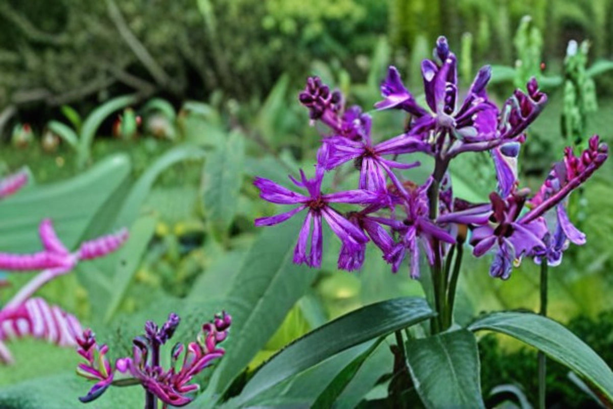 New York Ironweed Seeds 100 Count - Purple Wildflower Perennial (Vernonia noveboracensis) for Sunny Gardens and Meadows