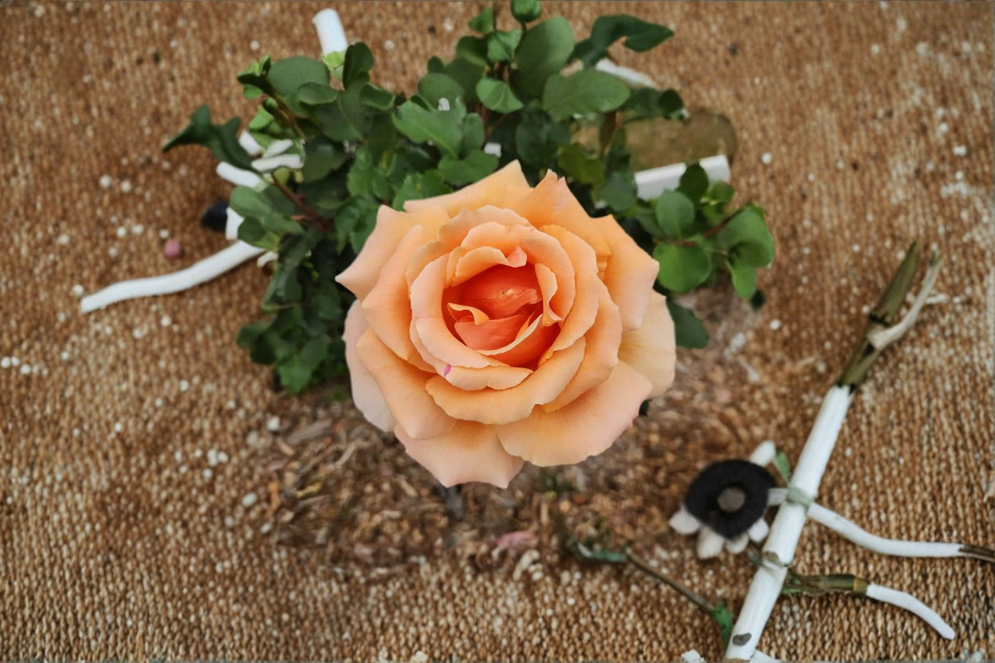 Yellow Apricot Rose 5 Cuttings – Rosa Shrub Rose for Garden Propagation