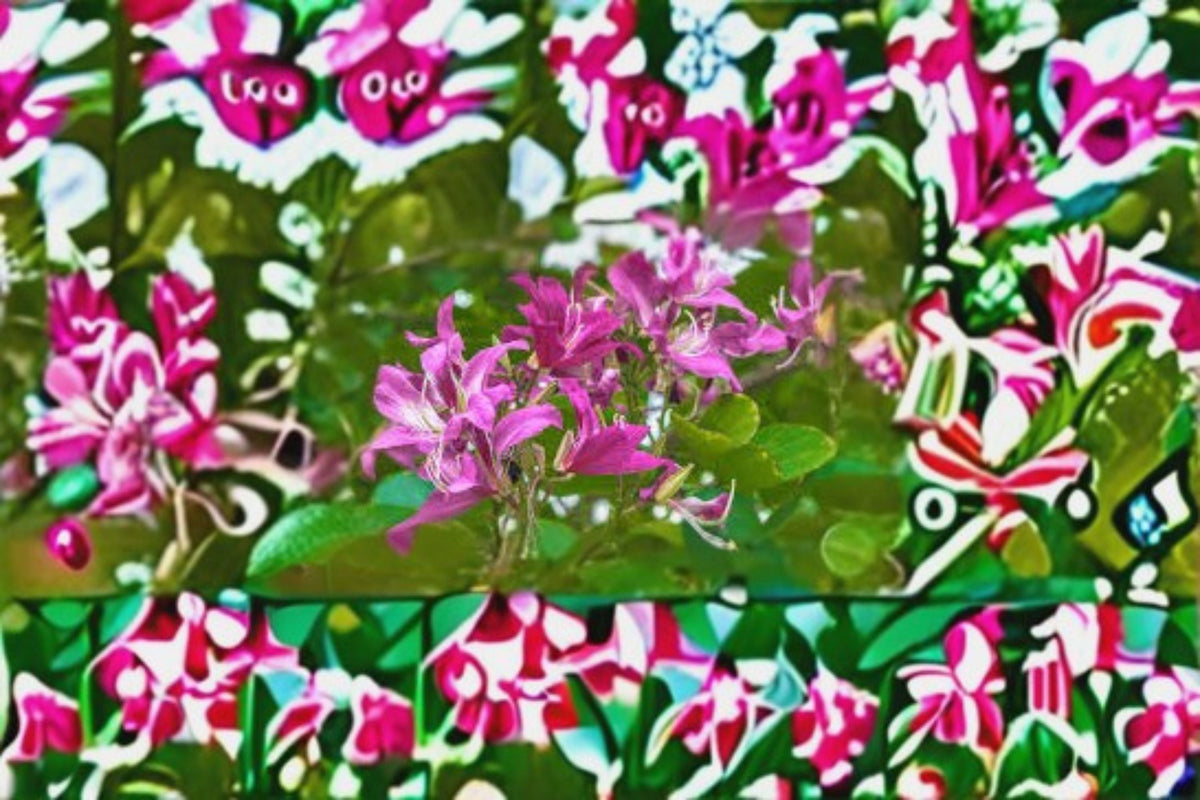 Purple Orchid Tree Seeds - 10 Count Bauhinia purpurea - Vibrant Purple Butterfly Tree for Ornamental Garden Planting