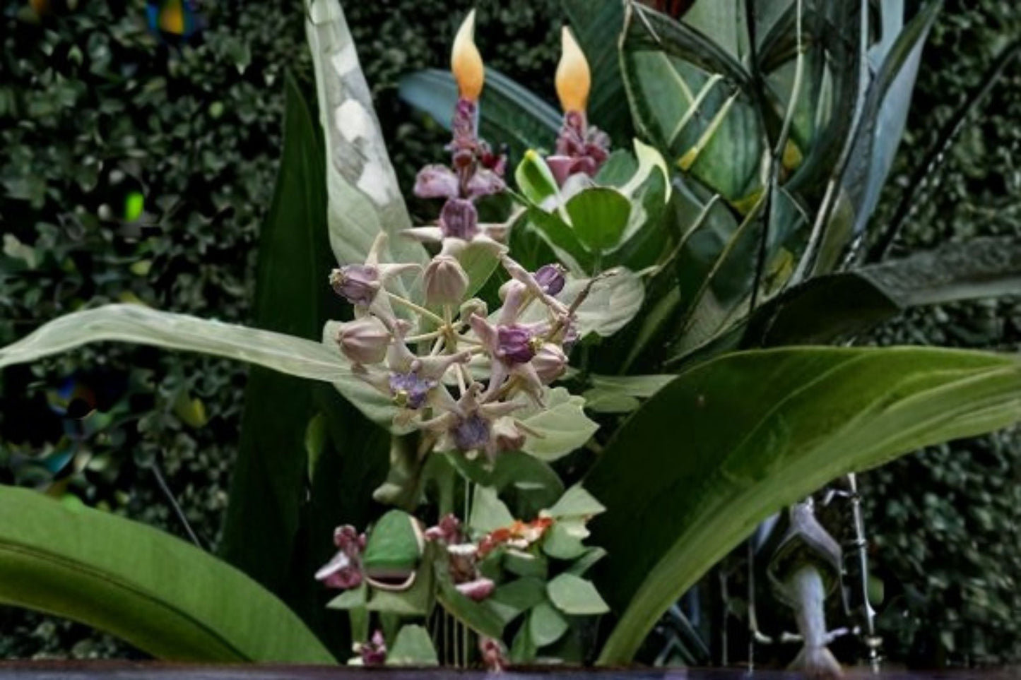 White Giant Milkweed 6 Cuttings – Calotropis gigantea Tropical Flowering Shrub