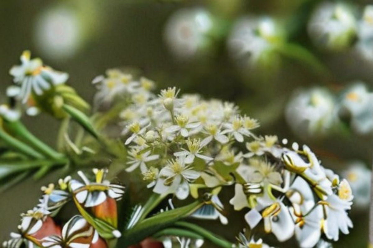 Clematis Virginiana Seeds - 50 Virgin's Bower White Flower Climbing Vine Garden Trellis Plant - Ornamental Seeds