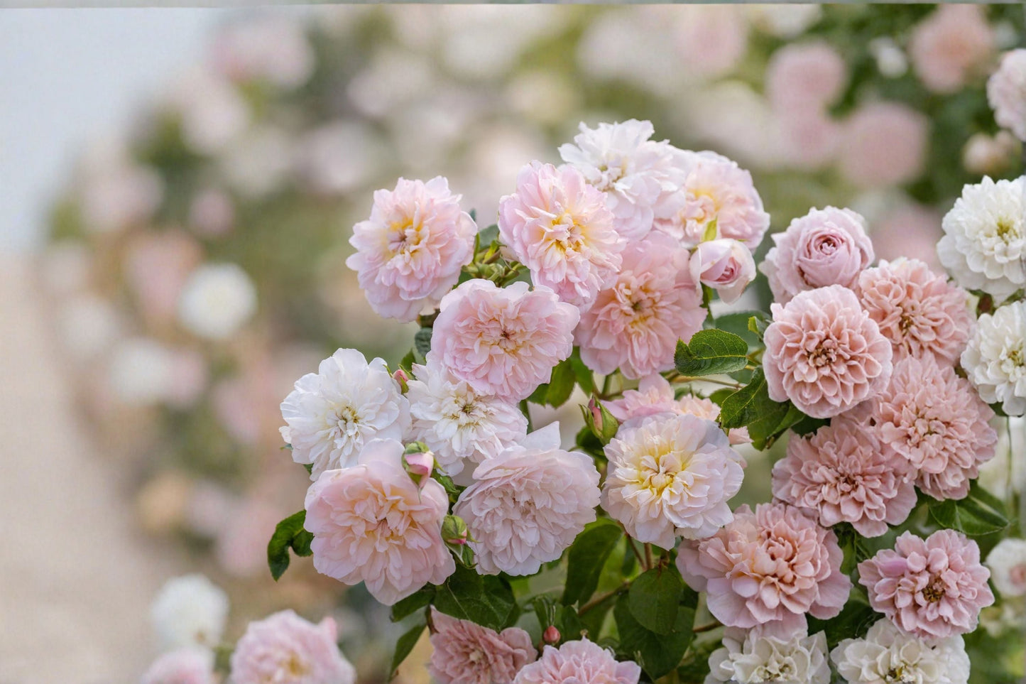 Ausmajesty English Rose 3 Cuttings – Rosa ‘Ausmajesty’ Shrub Rose with Pale Pink Blooms