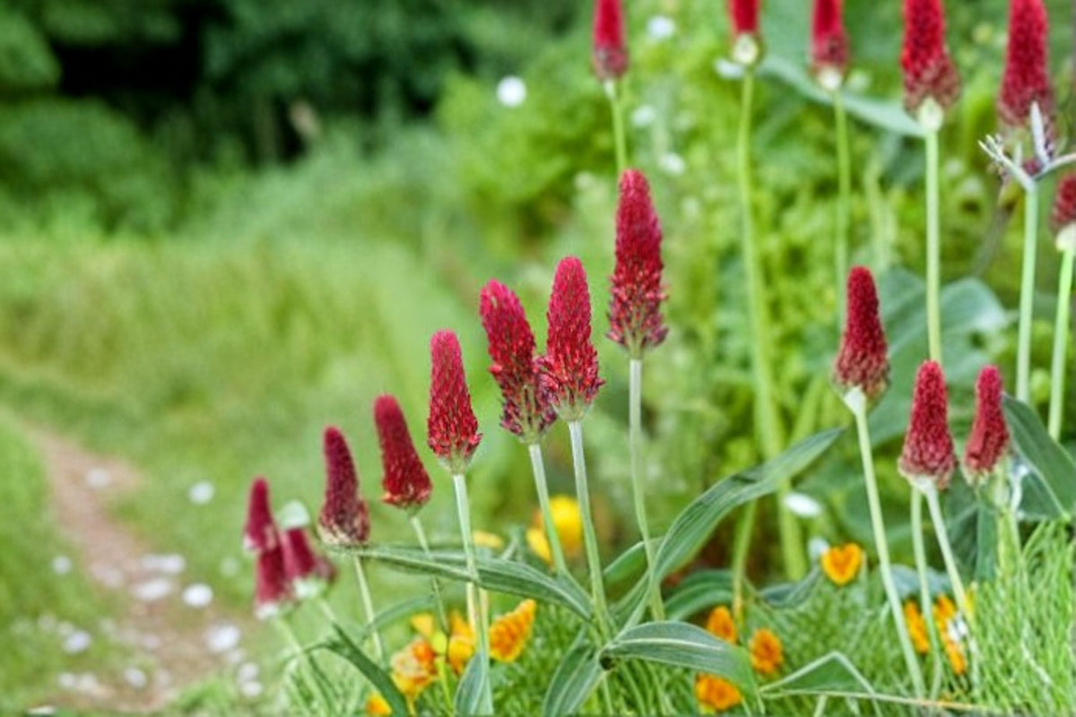 Crimson Clover Seeds - 100 Count - Trifolium Incarnatum Red Wildflower Annual Garden Plant for Borders and Meadows