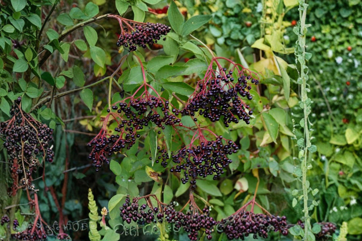Elderberry Cuttings 15 Pack - Sambucus canadensis - Native Shrub for Wildlife & Pollinators - Edible Berry Plant