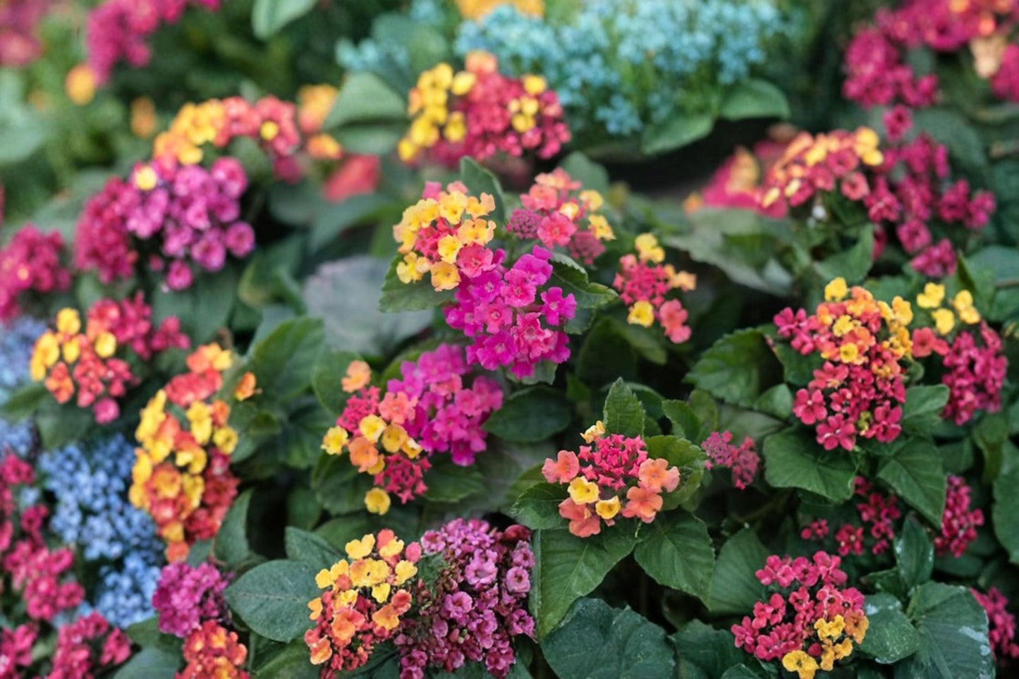 Moni Sprinkles Lantana Plant – Compact Perennial with Multi-Tone Pink, Yellow & Orange Blooms
