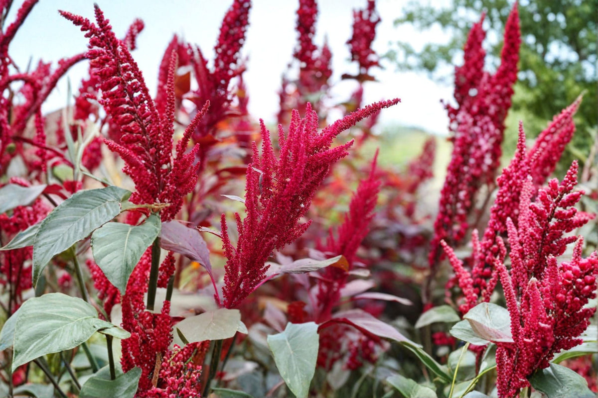 Red Garnet Amaranth Seeds | Annual Ornamental Foliage | Deep Red Leaves | Amaranthus tricolor | Easy to Grow Garden Plant
