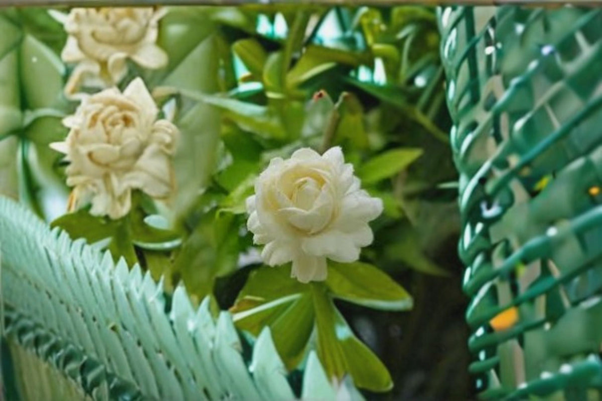 Grand Duke Jasmine Cuttings - 3 Unrooted Cuttings - Jasminum sambac - Fragrant White Flowers for Propagation and Gardening