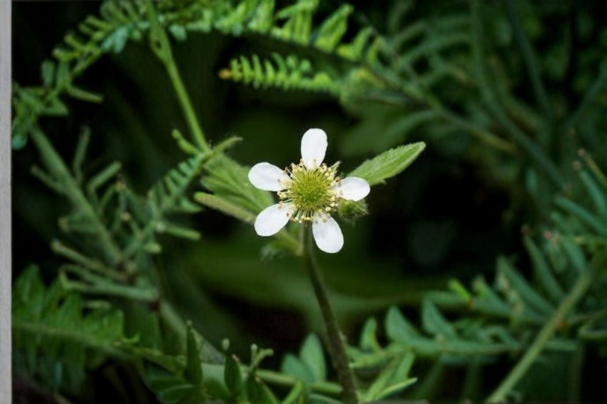 White Avens Seeds 100 Count | Geum canadense | Native Woodland Wildflower | Perennial Shade Garden Plant