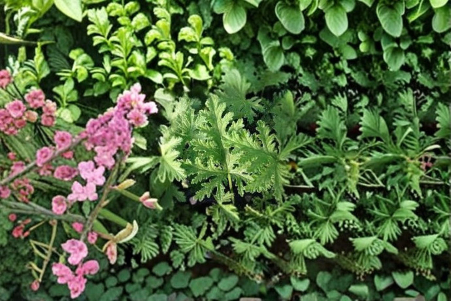 Citronella 4 Plants – Pelargonium citrosum Live Starter Plants with Lemon-Scented Foliage