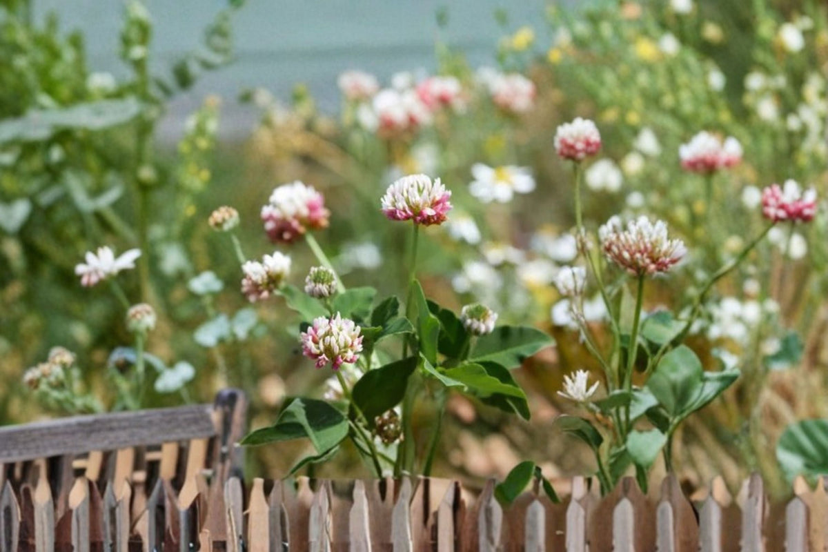 Alsike Clover Seeds - 100 Count - Pink White Flowers - Trifolium Hybridum - Annual Garden Meadow Plant