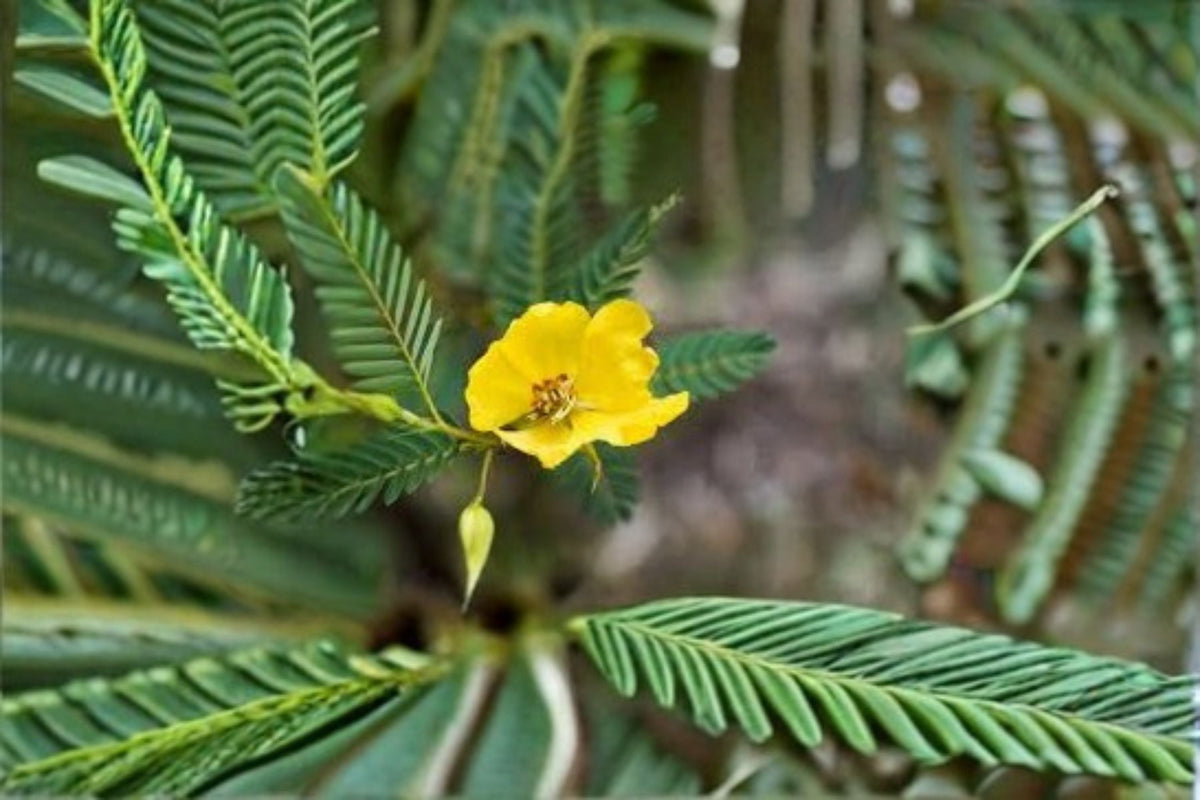 Partridge Pea Seeds 100 Count | Yellow Wildflower Annual | Chamaecrista Fasciculata | Easy Grow Garden & Meadow Plant