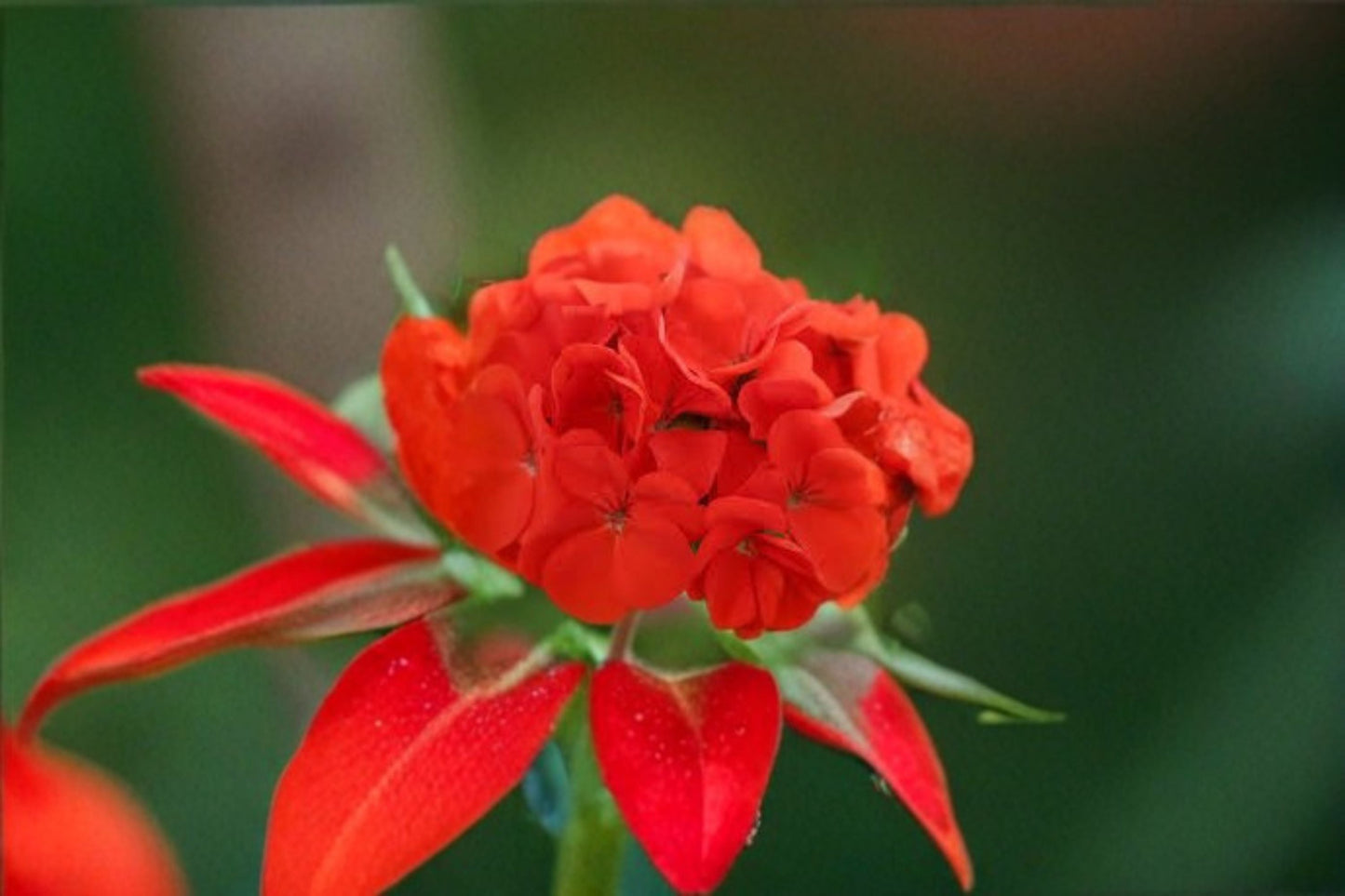 Red Geranium 6 Cuttings – Pelargonium Flowering Plant for Containers and Gardens