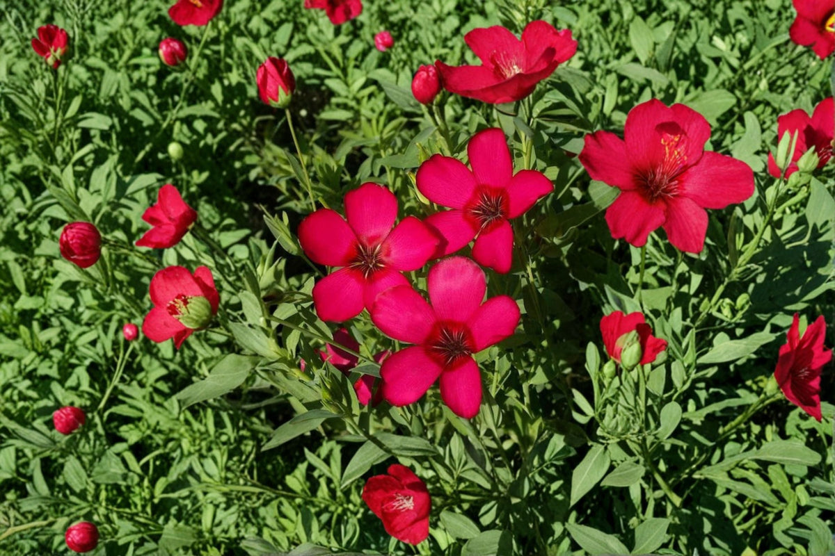 Scarlet Flax Seeds 100 Count | Red Wildflower Garden Flower | Linum grandiflorum rubrum | Easy Grow Annual Plant