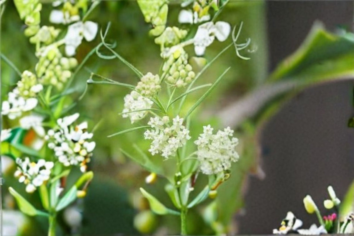 Whorled Milkweed Seeds 30 Count - Asclepias verticillata White Wildflower for Pollinator Gardens, Native Perennial Planting