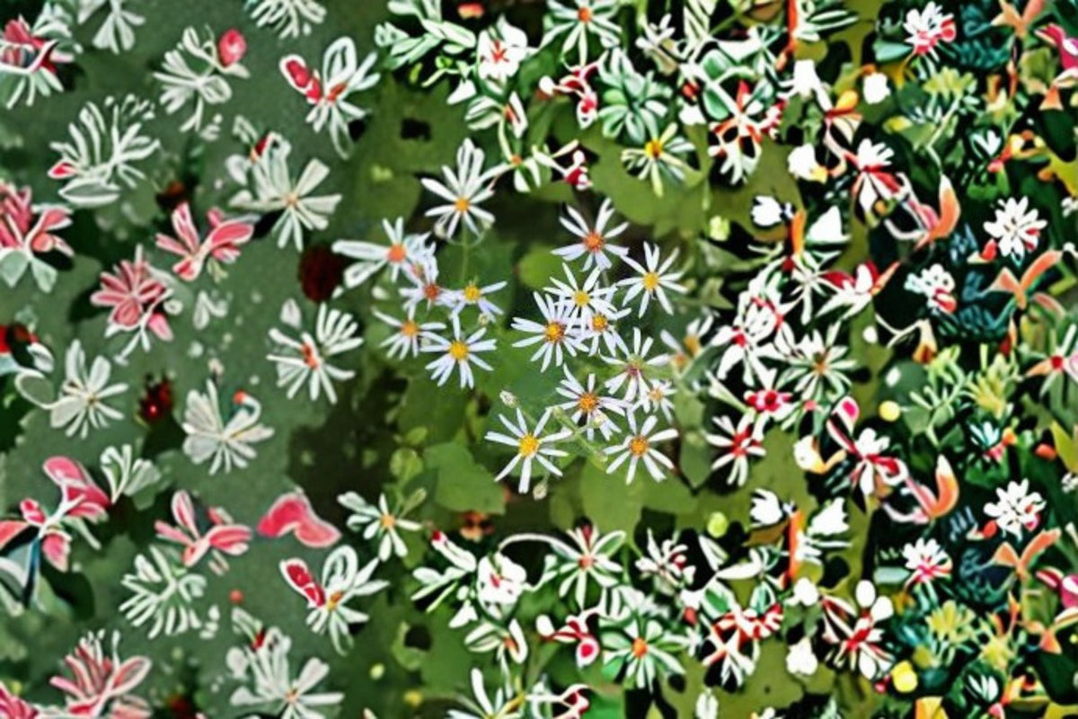 Big Leaved Aster Seeds - 100 Eurybia macrophylla Woodland Wildflower Seeds for Shade Garden Planting, Lavender Blooms