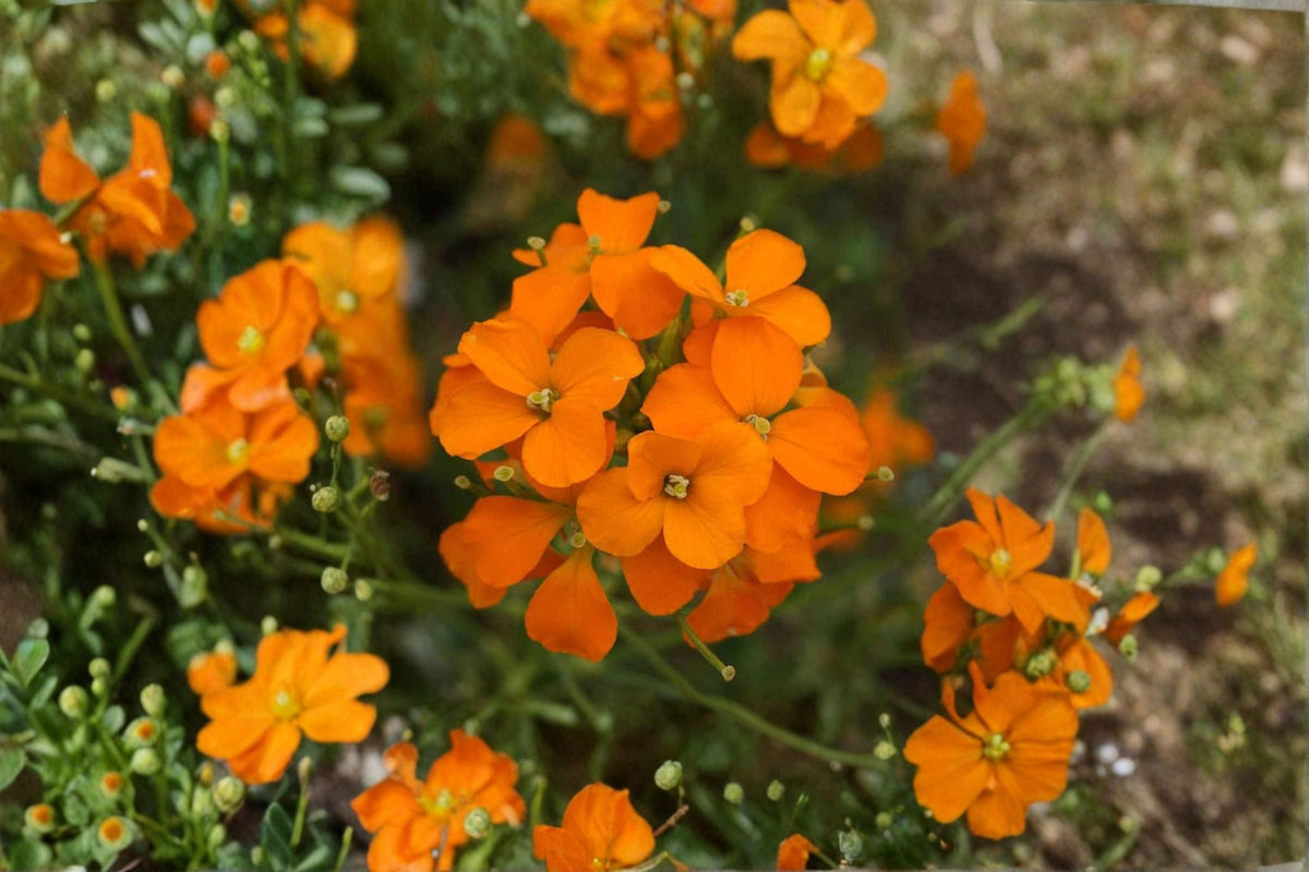 Siberian Wallflower Seeds - 100 Seeds Erysimum Cheiri Orange Red Flower Biennial Perennial Garden Border Plant