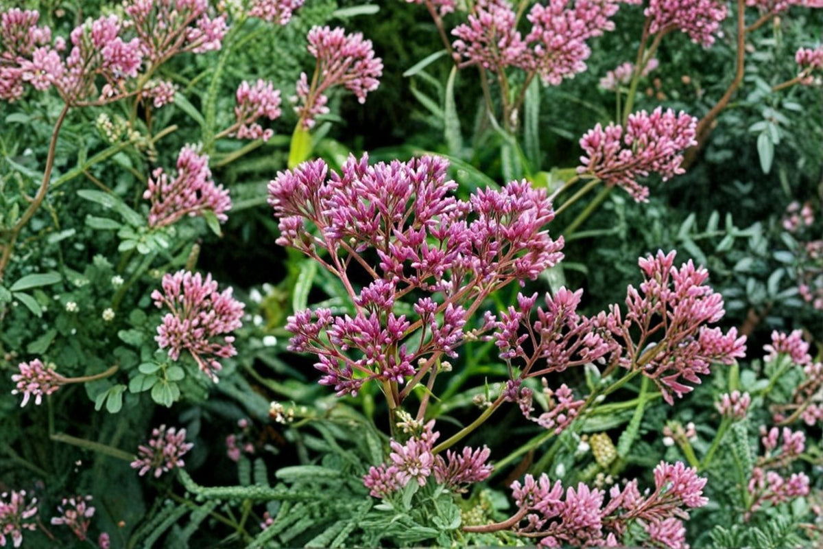 Joe Pye Weed Seeds 100 Count - Pink Wildflower (Eutrochium maculatum) - Pollinator Friendly Perennial Garden Planting